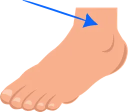 ankle.webp